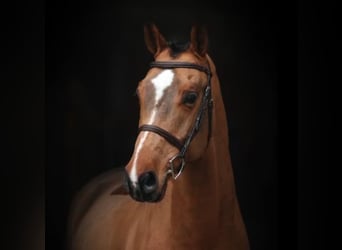 KWPN, Hongre, 7 Ans, Bai