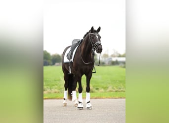 KWPN, Hongre, 8 Ans, 148 cm, Noir