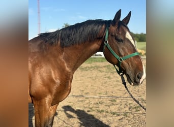 KWPN Croisé, Hongre, 8 Ans, 164 cm, Bai cerise