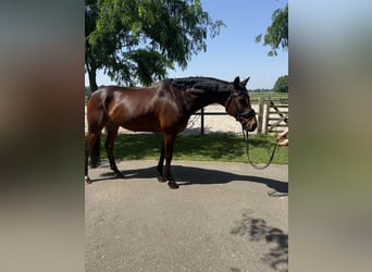 KWPN, Hongre, 8 Ans, 166 cm, Bai