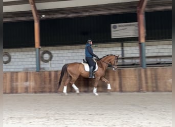 KWPN, Hongre, 8 Ans, 167 cm, Alezan brûlé