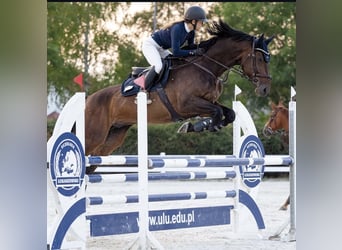 KWPN, Hongre, 8 Ans, 168 cm, Bai brun
