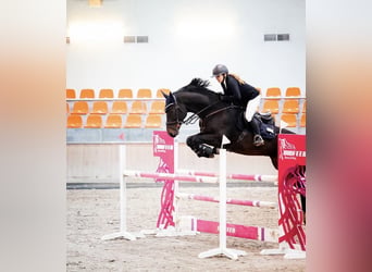 KWPN, Hongre, 8 Ans, 168 cm, Bai brun