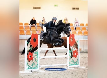 KWPN, Hongre, 8 Ans, 168 cm, Bai brun