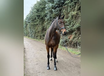 KWPN, Hongre, 8 Ans, 170 cm, Bai