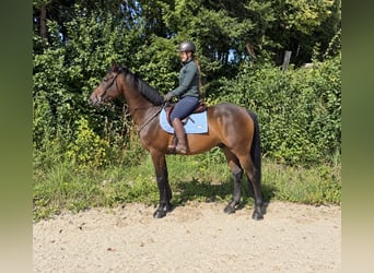 KWPN, Hongre, 8 Ans, 170 cm, Bai