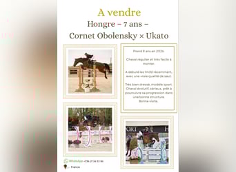 KWPN, Hongre, 8 Ans, 170 cm, Bai