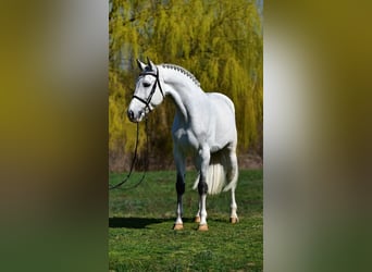 KWPN, Hongre, 8 Ans, 170 cm, Gris