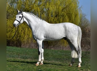 KWPN, Hongre, 8 Ans, 170 cm, Gris