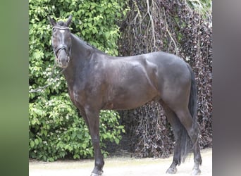KWPN, Hongre, 8 Ans, 170 cm, Noir
