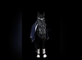 KWPN, Hongre, 8 Ans, 170 cm, Noir