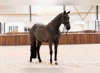 KWPN, Hongre, 8 Ans, 170 cm, Noir
