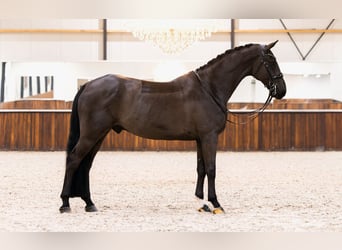 KWPN, Hongre, 8 Ans, 170 cm, Noir