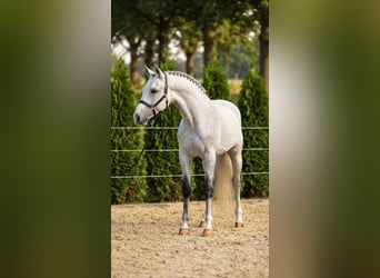 KWPN, Hongre, 8 Ans, 171 cm, Gris