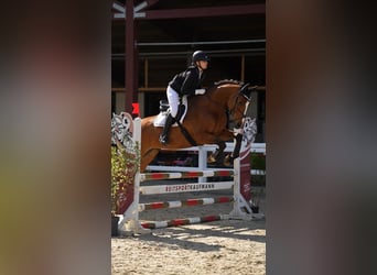 KWPN, Hongre, 8 Ans, 172 cm, Bai