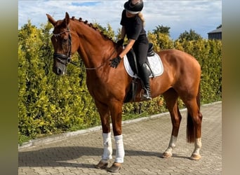 KWPN, Hongre, 8 Ans, 178 cm, Alezan
