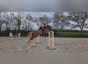 KWPN Croisé, Hongre, 8 Ans, 178 cm, Alezan