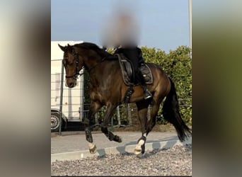 KWPN, Hongre, 8 Ans, 178 cm, Bai brun