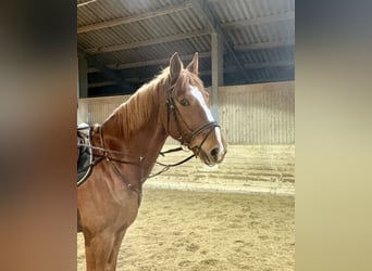 KWPN, Hongre, 8 Ans, 180 cm, Alezan