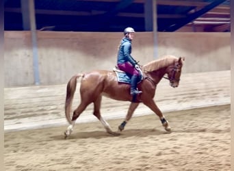 KWPN, Hongre, 8 Ans, 180 cm, Alezan