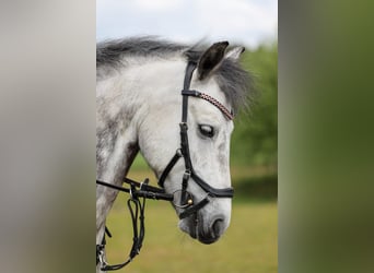 KWPN, Hongre, 9 Ans, 142 cm, Gris