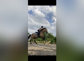 KWPN, Hongre, 9 Ans, 146 cm, Buckskin
