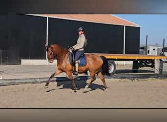 KWPN, Hongre, 9 Ans, 161 cm, Bai