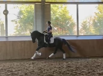 KWPN, Hongre, 9 Ans, 164 cm, Bai brun