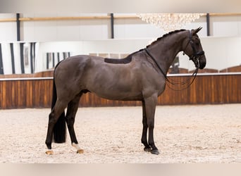 KWPN, Hongre, 9 Ans, 165 cm, Noir