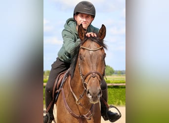 KWPN, Hongre, 9 Ans, 166 cm, Bai brun