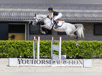 KWPN, Hongre, 9 Ans, 167 cm, Gris