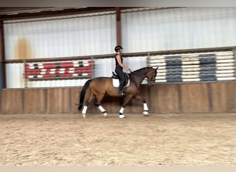 KWPN, Hongre, 9 Ans, 168 cm, Bai brun