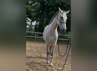 KWPN, Hongre, 9 Ans, 169 cm, Gris