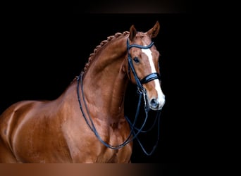 KWPN, Hongre, 9 Ans, 170 cm, Alezan