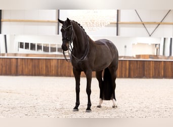 KWPN, Hongre, 9 Ans, 170 cm, Noir