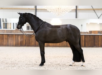 KWPN, Hongre, 9 Ans, 170 cm, Noir