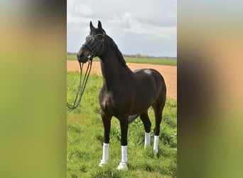 KWPN, Hongre, 9 Ans, 171 cm, Bai brun