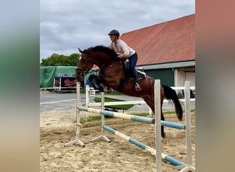KWPN, Hongre, 9 Ans, 172 cm, Bai