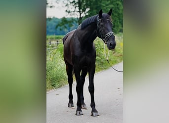 KWPN, Hongre, 9 Ans, 172 cm, Noir