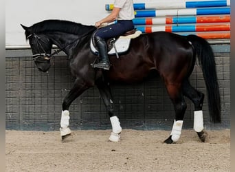KWPN, Hongre, 9 Ans, 172 cm, Noir