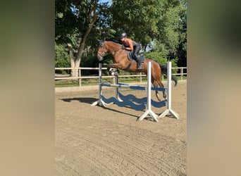 KWPN, Hongre, 9 Ans, 173 cm, Bai