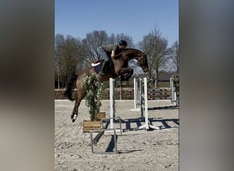 KWPN, Hongre, 9 Ans, 174 cm, Bai brun