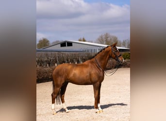 KWPN, Hongre, 9 Ans, 175 cm, Alezan brûlé