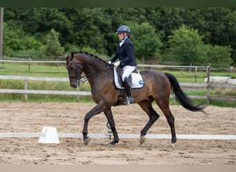 KWPN, Hongre, 9 Ans, 178 cm, Bai brun KWPN, Hongre, 9 Ans, 178 cm, Bai brun