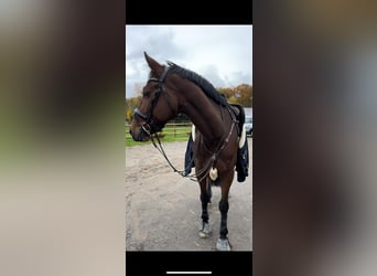 KWPN, Hongre, 9 Ans, 182 cm, Bai