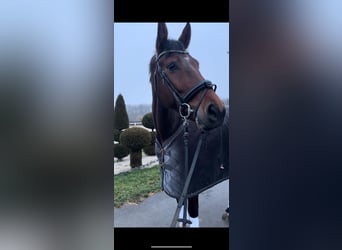 KWPN, Hongre, 9 Ans, 182 cm, Bai