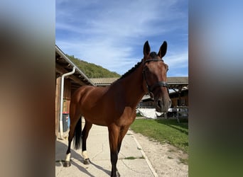 KWPN, Hongre, 9 Ans, 190 cm, Bai