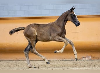 KWPN, Hongre, Poulain (05/2023), Bai cerise