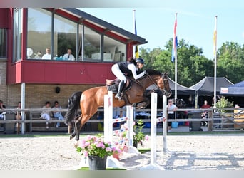 KWPN, Jument, 10 Ans, 160 cm, Bai