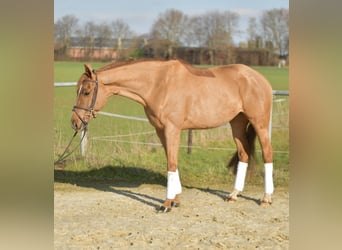 KWPN, Jument, 10 Ans, 162 cm, Alezan